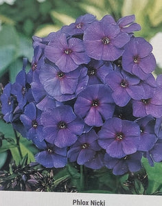 Phlox, 'Nicki.' Phlox paniculata.  Open to see discounts.