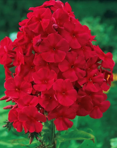 Phlox, 'Red Riding Hood.' Phlox paniculata.  Open to see discounts.