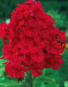 Phlox, 'Red Riding Hood.' Phlox paniculata.  Open to see discounts.