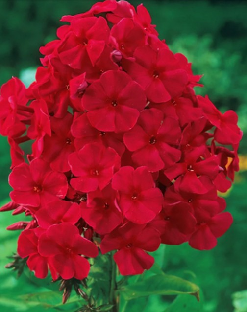 Phlox, 'Red Riding Hood.' Phlox paniculata.  Open to see discounts.
