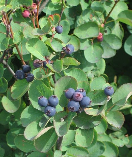 Serviceberry, Saskatoon.  Amelanchier alnifolia.  Open to see discounts.