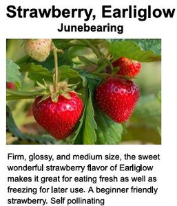 Strawberry plants, 'Earliglow' bare root. Bunch of 25