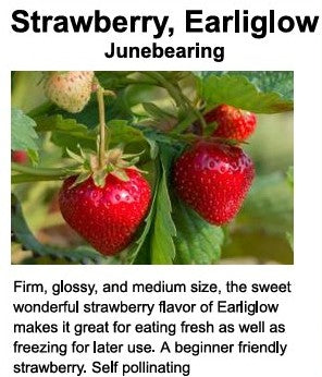 Strawberry plants, 'Earliglow' bare root. Bunch of 25