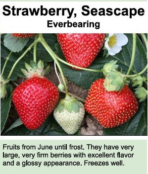 Strawberry plants, 'Seascape' bare root. Bunch of 25