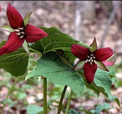 Trillium, Red. Trillium erectum.  Open to see discounts.
