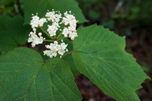 Viburnum, Mapleleaf. Viburnum acerifolium. Open to see discounts.