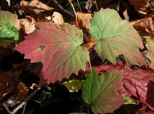 Viburnum, Mapleleaf. Viburnum acerifolium. Open to see discounts.