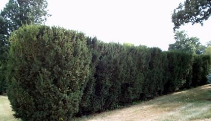 Yew, Taxus x media 'Hicksii' Hicks Yew.  Open to see discounts.