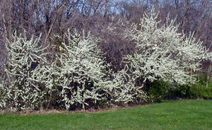 Plum, American. Prunus americana.  Open to see discounts.
