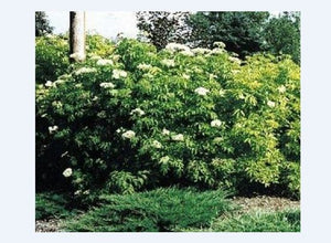 Elderberry, American. Sambuscus nigra ssp. canadensis.   Open to see discounts.