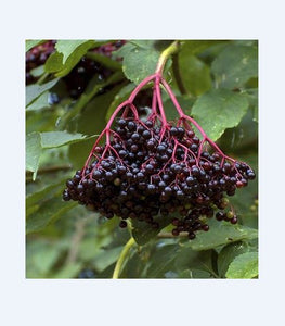 Elderberry, American. Sambuscus nigra ssp. canadensis.   Open to see discounts.