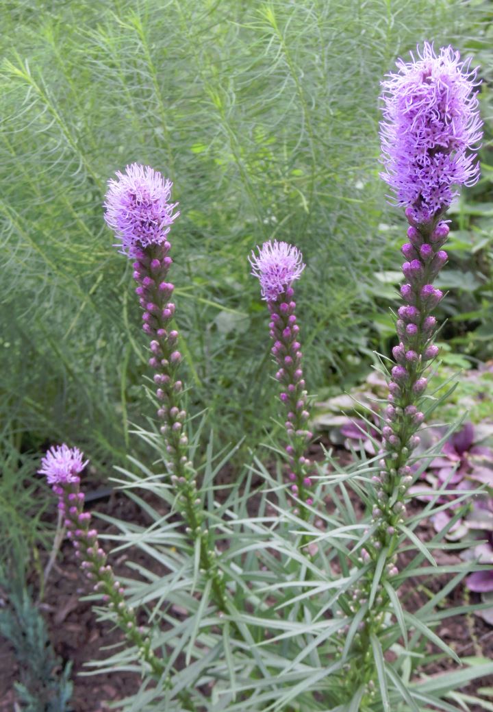 Blazing Star, Purple.  Liatris spicata. Low as 49 cents ea. Open to see discounts.
