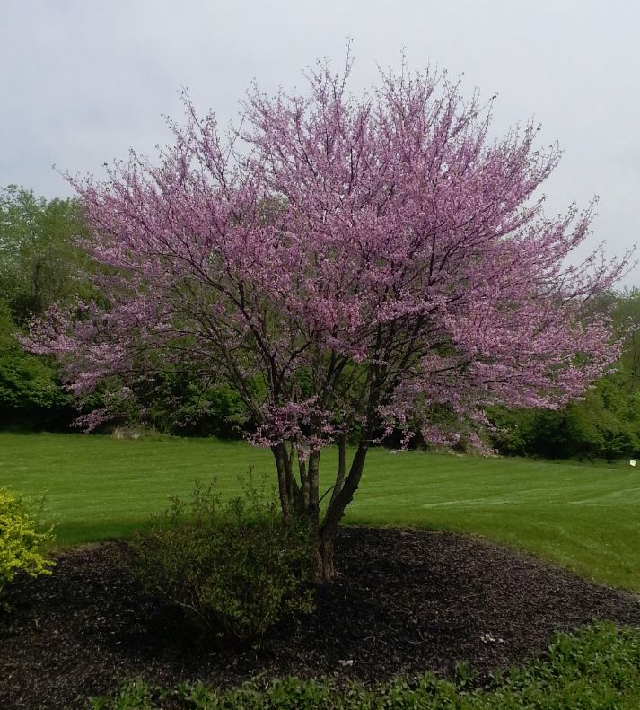 Redbud.  Cercis canadensis.  Open to see discounts.
