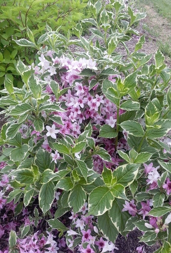 Weigela, Variegated. Weigela florida 'Variegata' Open to see discounts.