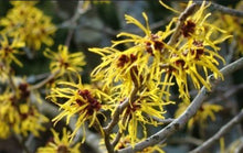 Witchhazel. Hamamelis virginiana.  Open to see discounts.