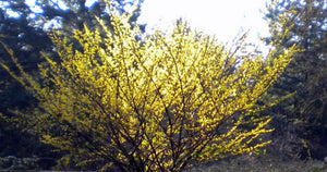 Witchhazel. Hamamelis virginiana.  Open to see discounts.