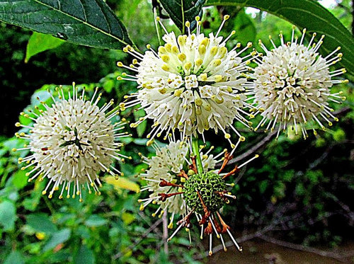 x- Combo kit--Moisture loving trees and shrubs. 5 plants each of 5 species. 25 plants total.