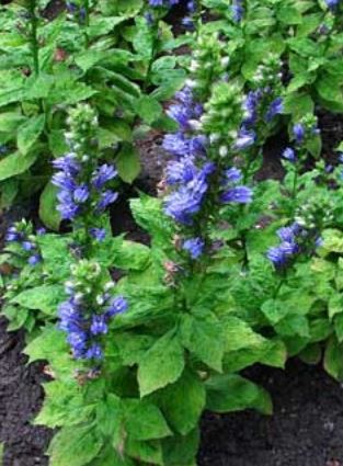 Great Blue Lobelia.  Lobelia siphilitica.  Open to see discounts.