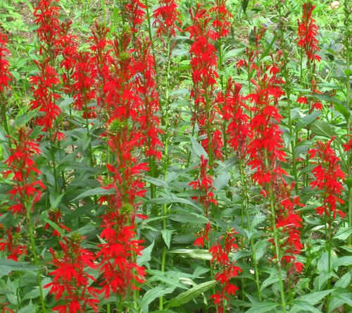 Cardinal Flower. Lobelia cardinalis.   Open to see discounts.