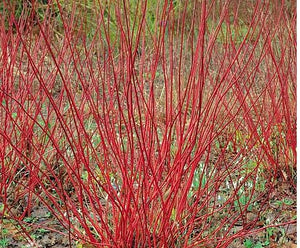 Dogwood, Coral Red.  Cornus alba 'Sibirica'.   Open to see discounts.