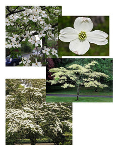 Dogwood, White Flowering.  Cornus florida.   Open to see discounts.