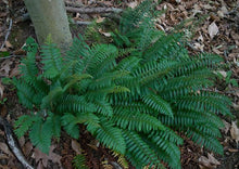 Fern, Christmas.  Polystichum acrostichoides.  Open to see discounts.