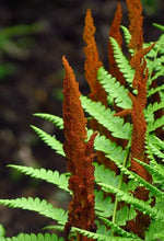 Fern, Cinnamon.  Osmundastrum cinnamomeum.  Open to see discounts.