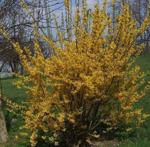 Forsythia 'Lynwood Gold.' Forsythia x intermedia. Open to see discounts.