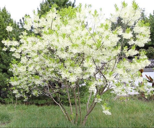 Fringetree. Chionanthus virginicus.  Open to see discounts.