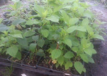 ..... Thanks for all your orders, our bare root sales are over for the season. Come see us at the farm for potted plants.