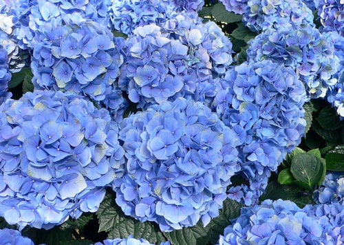 Hydrangea macrophylla 'Nikko Blue'.    Open to see discounts.