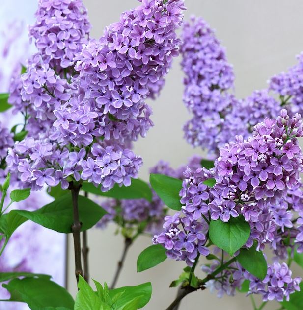 Lilac, Old Fashioned.  Syringa vulgaris.  Open to see discounts.