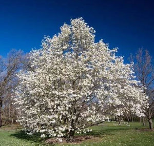 Magnolia, Sweet Bay. Magnolia virginiana.  Open to see discounts.