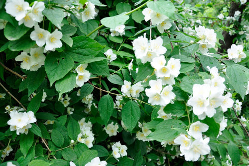 Mockorange, Sweet. Philadelphus coronarious.   Open to see discounts.