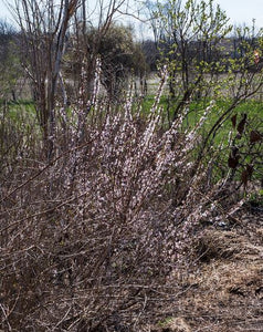 Nanking Bush Cherry. Prunus Tomentosa.  Open to see discounts.