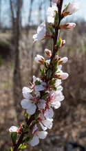 Nanking Bush Cherry. Prunus Tomentosa.  Open to see discounts.