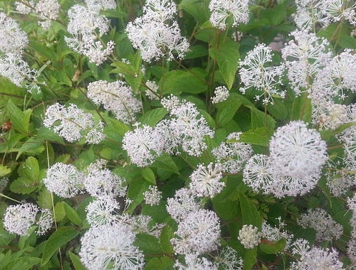 New Jersey Tea. Ceanothus americanus.  Open to see discounts.