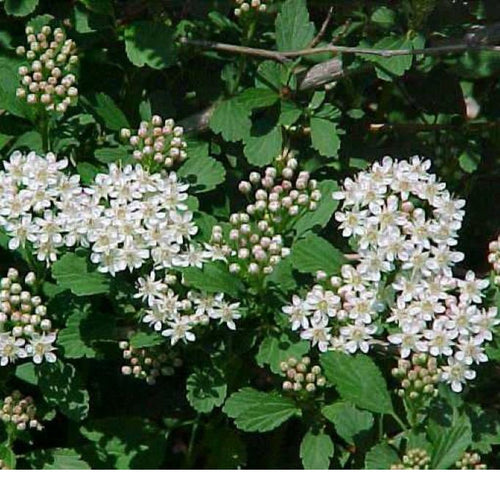 Ninebark.  Physocarpus opulifolius.   Open to see discounts.