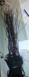 Ninebark.  Physocarpus opulifolius.   Open to see discounts.
