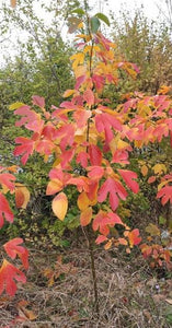 Sassafras. Sassafras albidum. Open to see discounts.