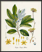 Sassafras. Sassafras albidum. Open to see discounts.
