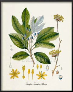 Sassafras. Sassafras albidum. Open to see discounts.