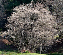 Serviceberry, Shadbush.  Amelanchier canadensis.  Open to see discounts.