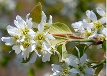 Serviceberry, Downy.  Amelanchier arborea.  Open to see discounts.