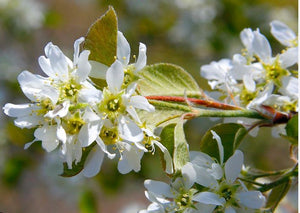 Serviceberry, Downy.  Amelanchier arborea.  Open to see discounts.