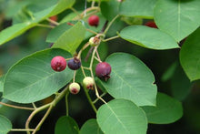 Serviceberry, Downy.  Amelanchier arborea.  Open to see discounts.