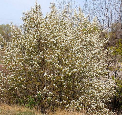 Serviceberry, Downy.  Amelanchier arborea.  Open to see discounts.