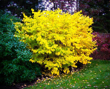 Spicebush. Lindera benzoin.  Open to see discounts.