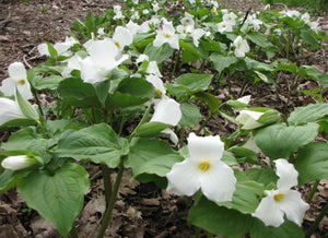 Trillium, White. Trillium grandiflorum.  Open to see discounts.