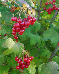 Viburnum, Highbush Cranberry.  Viburnum trilobum.  Open to see discounts.